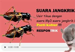 Suara Pengusir Tikus Mp3 Download